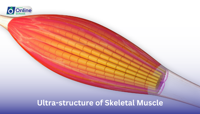 Lesson 10: Ultra-structure of Skeletal Muscle